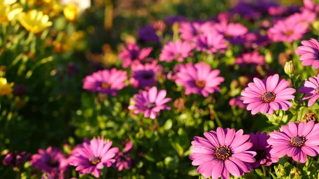 Daisy or marguerite colorful flowers, California USA. Aster or cape marigold multicolor purple violet bloom. Home gardening, american decorative ornamental houseplant, natural botanical atmosphere.