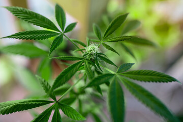 Close-up young hemp. Cannabis is a standoff between a drug and a medicine.growing organic cannabis background herb on the farm