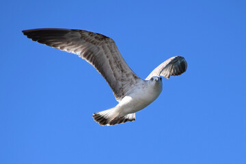 Flying seagull