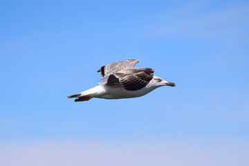 A seagull in flight