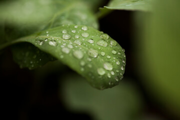 seeding in greenhouse. seeding plants greenhouse. seeding in greenhouse concept. plant seeding in greenhouse. new life. high quality photo.