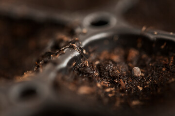 seeding in greenhouse. seeding plants greenhouse. seeding in greenhouse concept. plant seeding in greenhouse. new life. high quality photo.