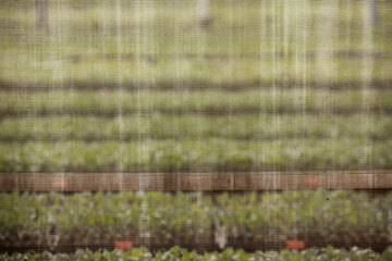 seeding in greenhouse. seeding plants greenhouse. seeding in greenhouse concept. plant seeding in...