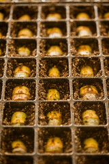 seeding in greenhouse. seeding plants greenhouse. seeding in greenhouse concept. plant seeding in greenhouse. new life. high quality photo.