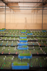 Naklejka premium seeding in greenhouse. seeding plants greenhouse. seeding in greenhouse concept. plant seeding in greenhouse. new life. high quality photo.