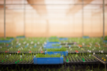 seeding in greenhouse. seeding plants greenhouse. seeding in greenhouse concept. plant seeding in...