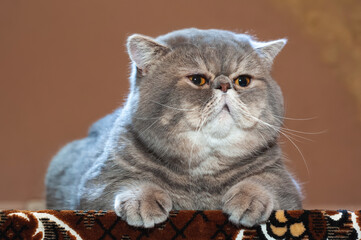 Fat face of a thoroughbred cat. Great champion.