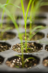 seeding in greenhouse. seeding plants greenhouse. seeding in greenhouse concept. plant seeding in greenhouse. new life. high quality photo.