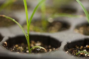 seeding in greenhouse. seeding plants greenhouse. seeding in greenhouse concept. plant seeding in greenhouse. new life. high quality photo.