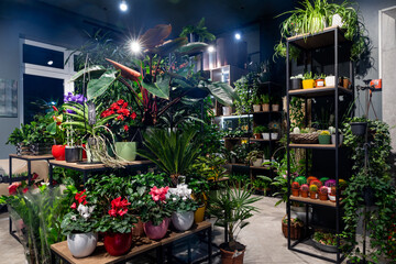 flower shop interior with shelves of potted plants