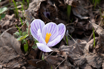 White and purple spring crocus flower with yellow stamens in  sunny garden against dry foliage