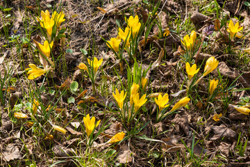 Bright yellow spring crocus flowers in sunny garden