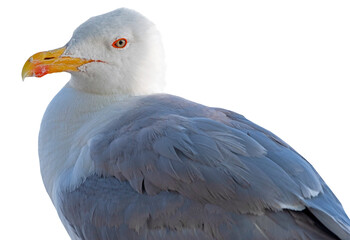 portrait of sea gull