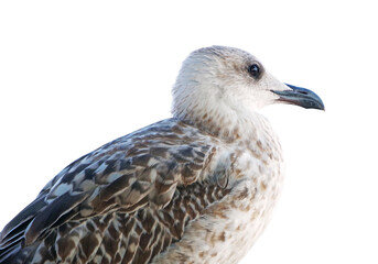 portrait of sea gull