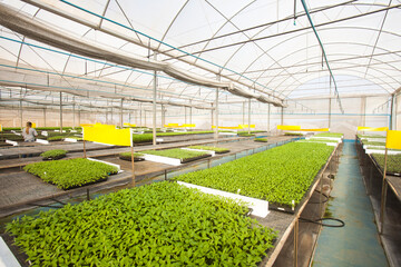 seeding in greenhouse. seeding plants greenhouse. seeding in greenhouse concept. plant seeding in greenhouse. new life. high quality photo.