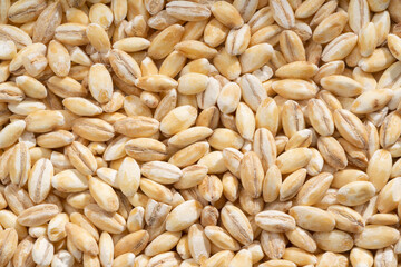 Detailed and large close up shot of barley.
