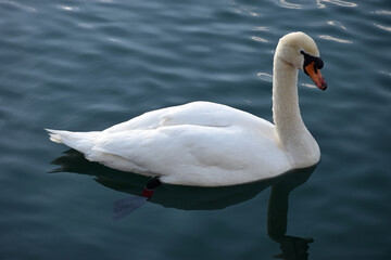 Naklejka premium Portrait of a swan in a lake
