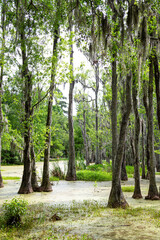 Green moss-covered trees of the everglades of Florida, USA