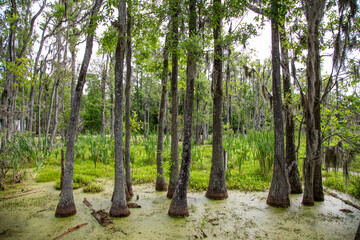 Green moss-covered trees of the everglades of Florida, USA