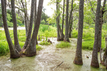 Green moss-covered trees of the everglades of Florida, USA