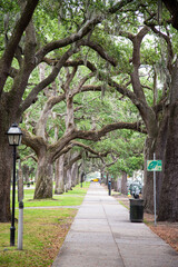 Green moss-covered trees of the everglades of Florida, USA