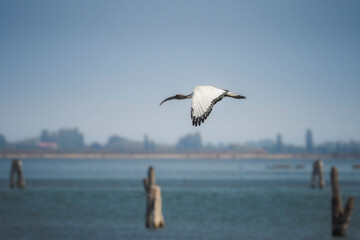 Fototapeta na wymiar Ibis nel delta del Po