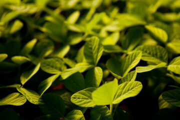 seeding in greenhouse. seeding plants greenhouse. seeding in greenhouse concept. plant seeding in greenhouse. new life. high quality photo.