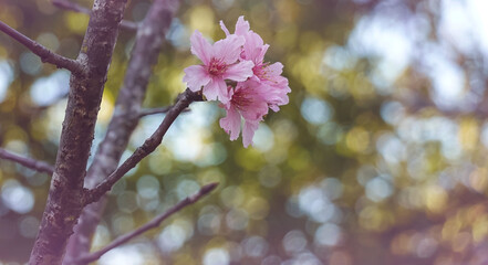 Beautiful of Cherry Blossom or Sakura flower in the nature garden with bokeh background