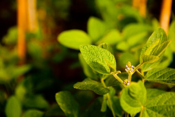 seeding in greenhouse. seeding plants greenhouse. seeding in greenhouse concept. plant seeding in greenhouse. new life. high quality photo.