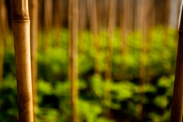 seeding in greenhouse. seeding plants greenhouse. seeding in greenhouse concept. plant seeding in greenhouse. new life. high quality photo.