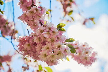 A beautiful cherry tree in full bloom in backlight from the sun in spring time