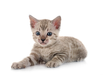 Obraz premium bengal kitten in studio