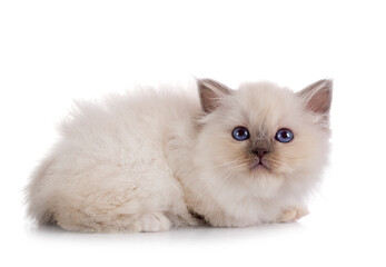 birman kitten in studio