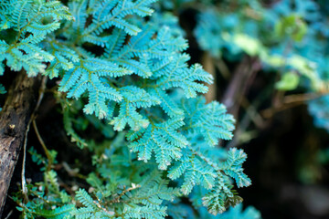 Species of fern that lives in a shady spot.