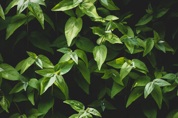 Green leaves background