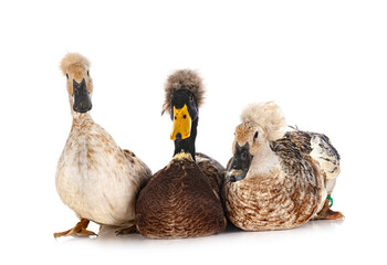 Crested ducks breeds