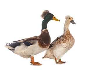 Crested ducks breeds