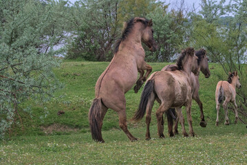 A herd of wild horses on a picturesque deserted island. Colorful nature background. Natural habitat. This is a wildlife photography of a mammals in the wild. Odessa Oblast, Ukraine.