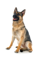 gray german shepherd