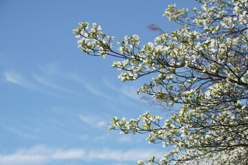 春に彩を与えてくれる花水木の花