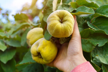 Quince fruits grow on a quince tree with green leaves. Selective focus