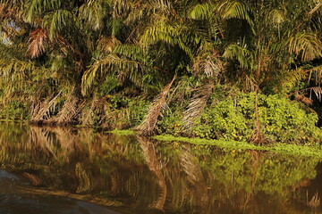 nature landscape in tortuguero costa rica