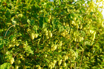 Fresh hop cones for making beer and bread close-up, agricultural background. Selective focus.