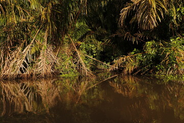 nature landscape in tortuguero costa rica