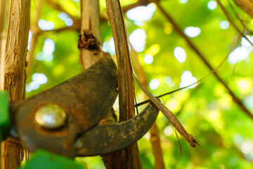 Pruning grape branches with garden loppers or averruncator. Selective focus
