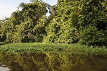 nature landscape in tortuguero costa rica