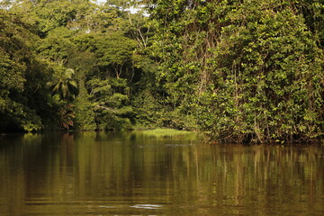nature landscape in tortuguero costa rica