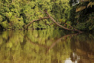 nature landscape in tortuguero costa rica