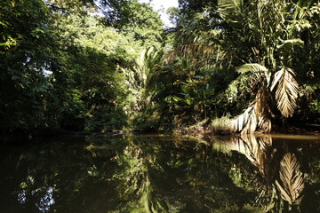 nature landscape in tortuguero costa rica