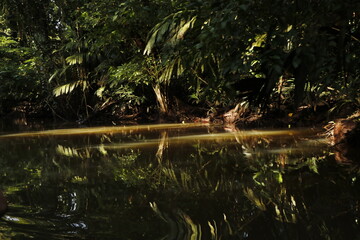 nature landscape in tortuguero costa rica